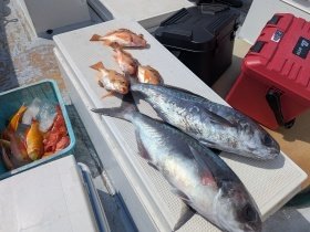 アジ(マアジ)・メダイ・オキメバル(ウスメバル)