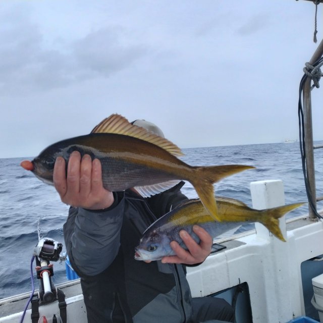 ウメイロ・イサキ