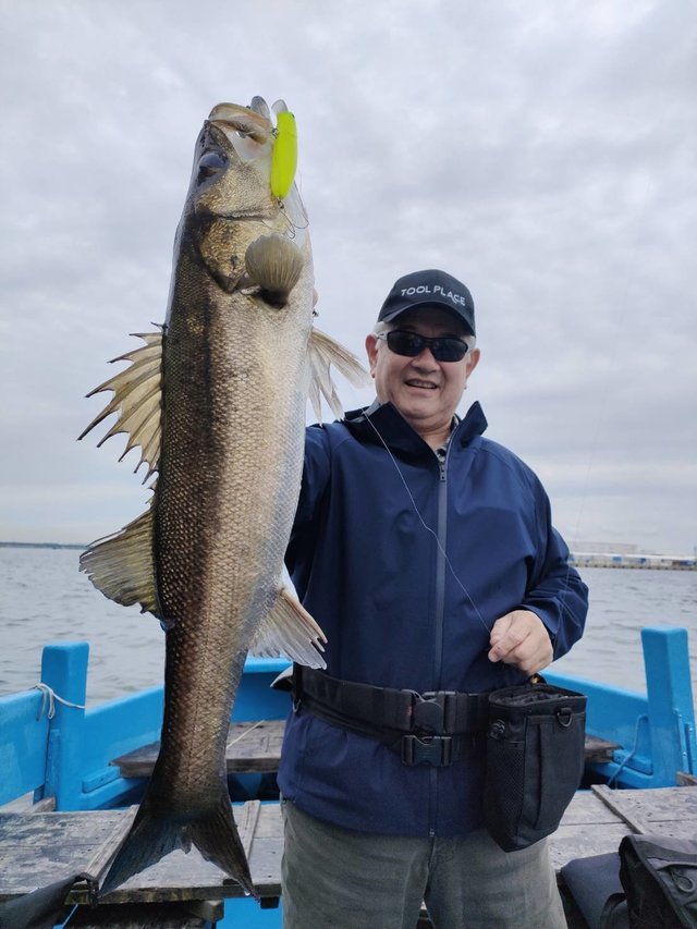 シーバス(スズキ)