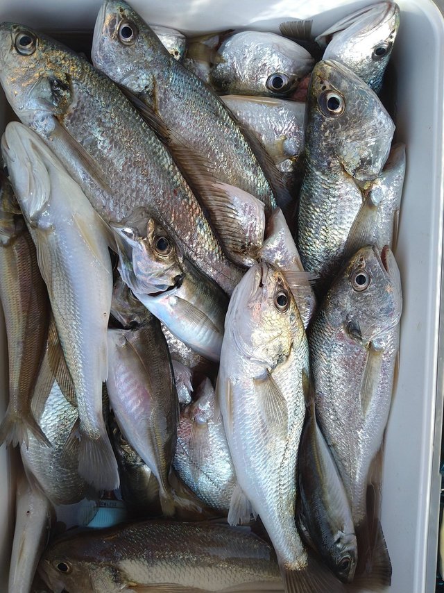 イシモチ(シログチ)