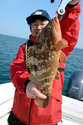 アコウ(キジハタ)