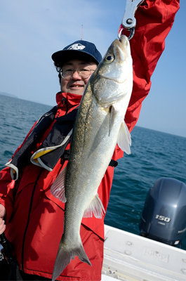 シーバス(スズキ)