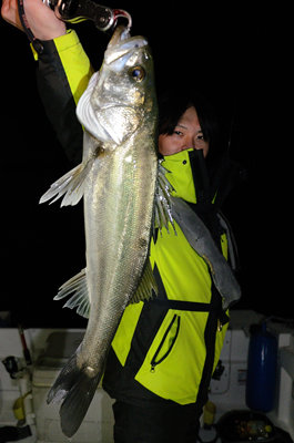 シーバス(スズキ)