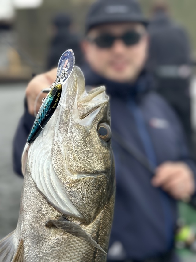 シーバス(スズキ)