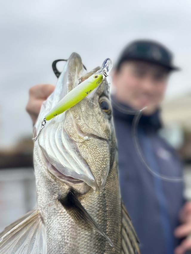 シーバス(スズキ)