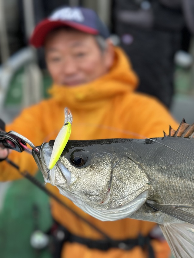 シーバス(スズキ)