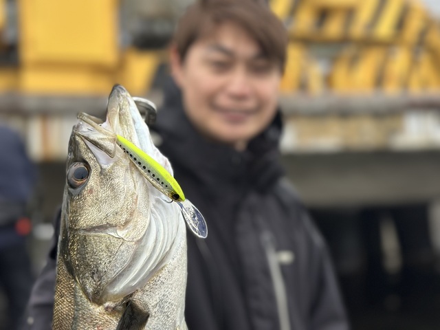 シーバス(スズキ)