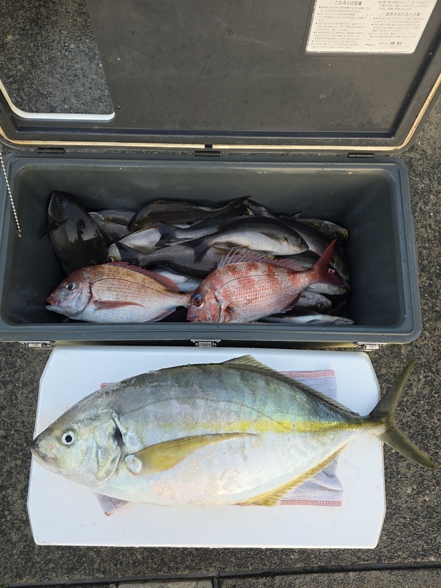 マダイ・シマアジ