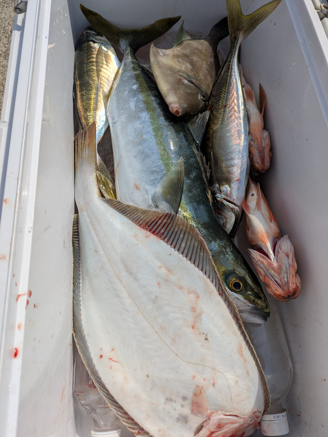 アジ(マアジ)・ワラサ(ブリ)・ヒラメ