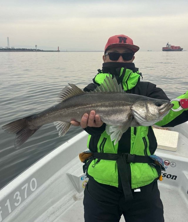 シーバス(スズキ)