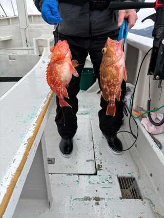 カンコ(ウッカリカサゴ)