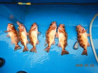 オキメバル(ウスメバル)