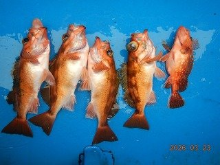 オキメバル(ウスメバル)