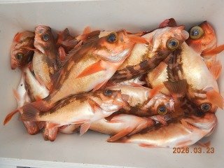 オキメバル(ウスメバル)