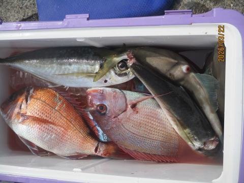 マダイ・ハナダイ(チダイ)・アジ(マアジ)・ウマヅラハギ