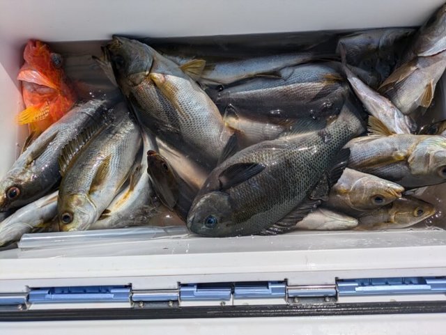 イサキ・カサゴ