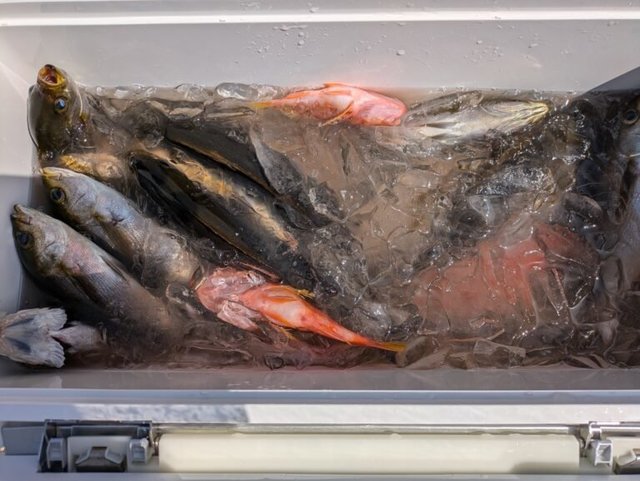 イサキ・カサゴ