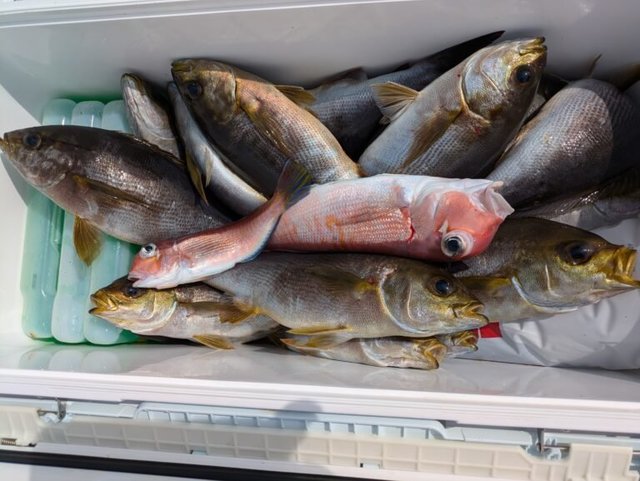 イサキ・アマダイ(アカアマダイ)