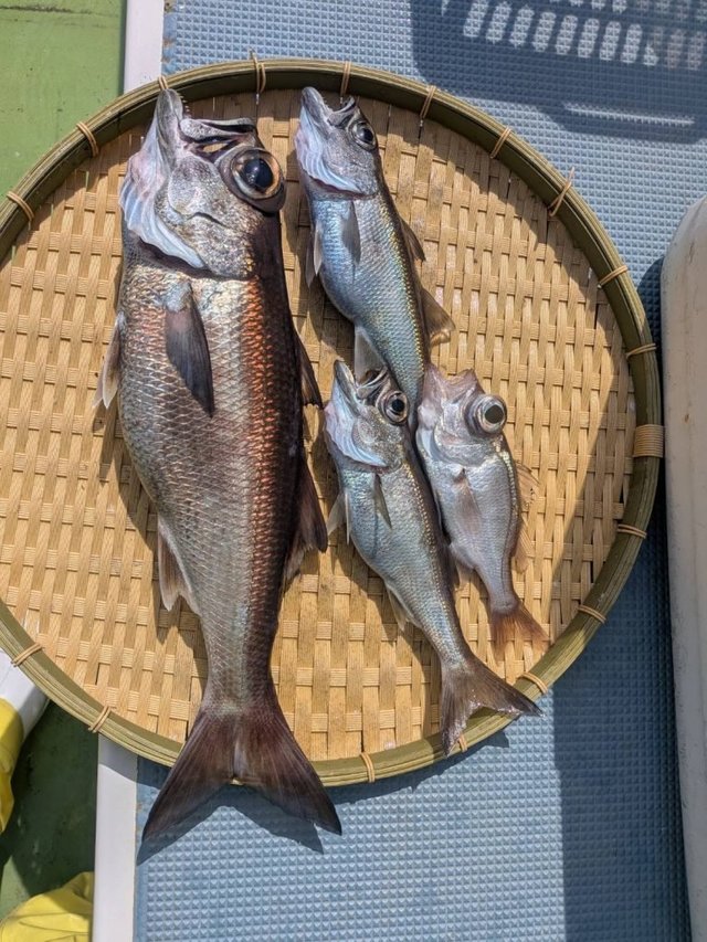 クロムツ・シロムツ(オオメハタ)