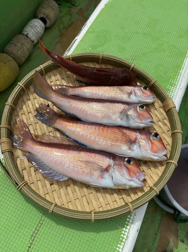 アマダイ(アカアマダイ)