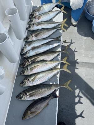 マアジ・イサキ