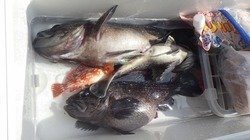 クロソイ・ウッカリカサゴ