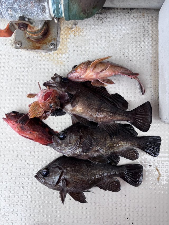 ガシラ(カサゴ)・メバル