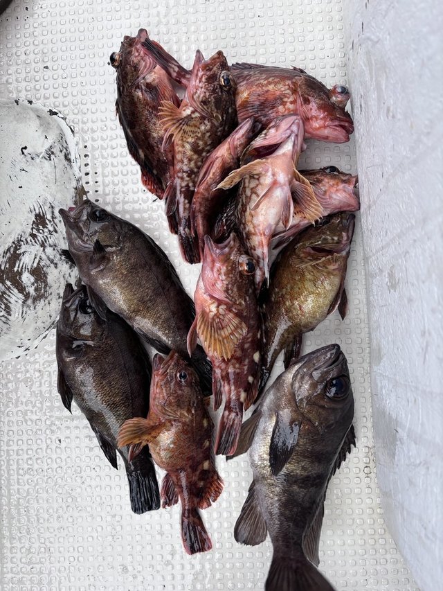 ガシラ(カサゴ)・メバル