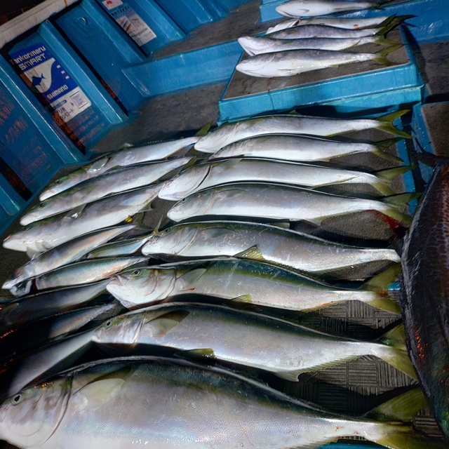 ブリ・メジロ(ブリ)