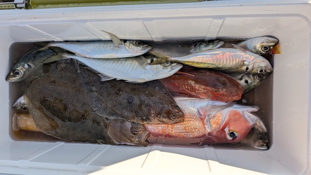 アジ(マアジ)・アカアマダイ・ムシガレイ