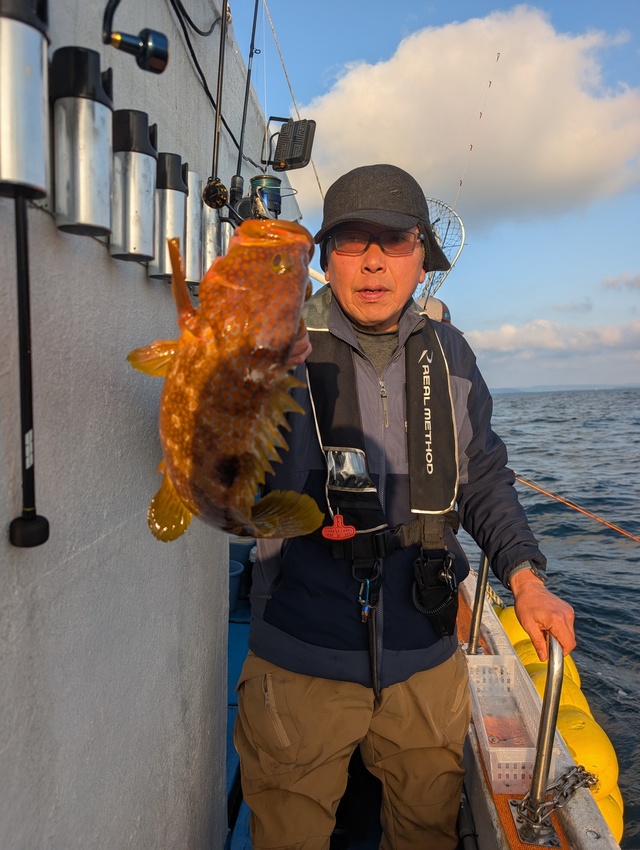 アコウ(キジハタ)