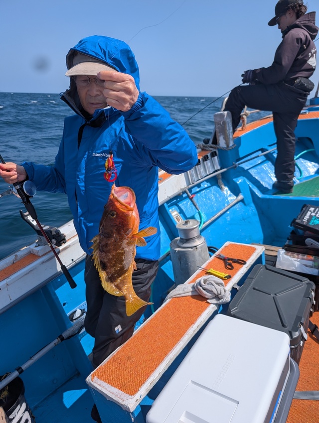 アコウ(キジハタ)