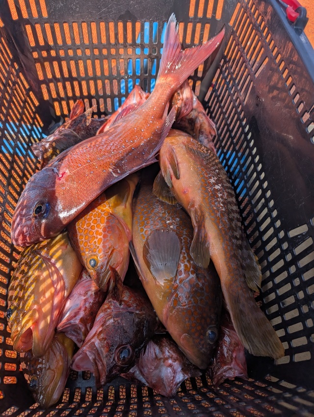 アコウ(キジハタ)