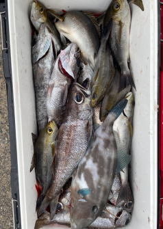 イサキ・クロムツ・ウマヅラハギ