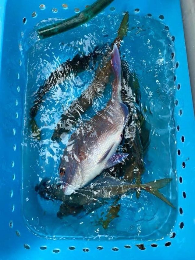 マダイ・アジ(マアジ)