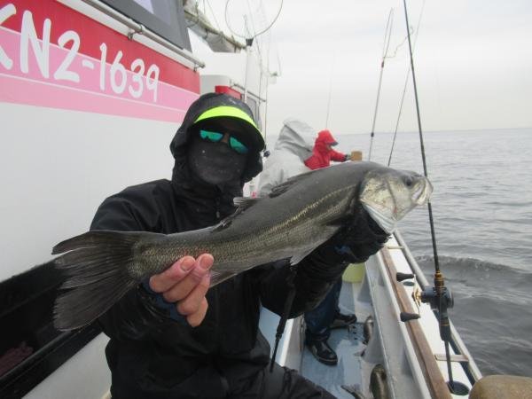 シーバス(スズキ)