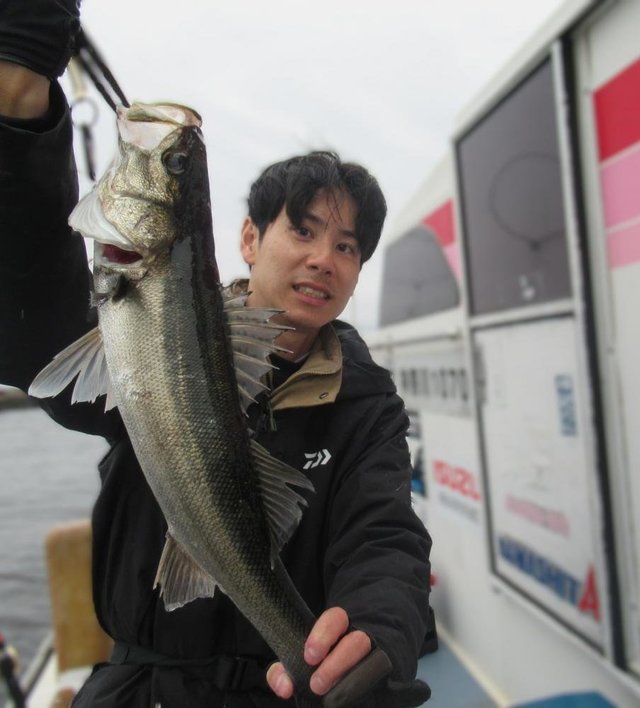 シーバス(スズキ)