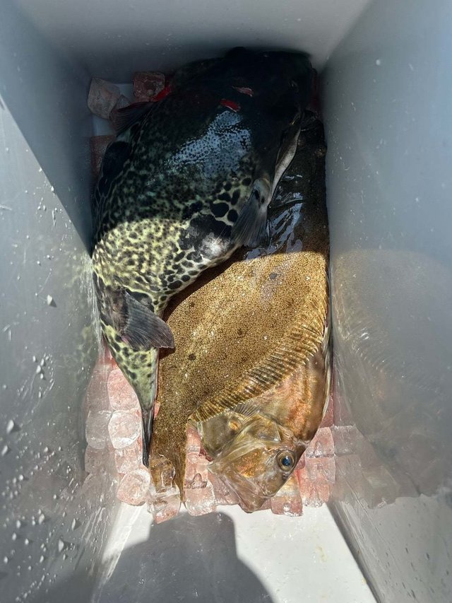 ヒラメ・トラフグ・マトウダイ