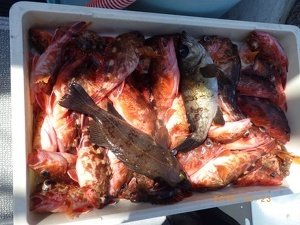 カサゴ・メバル