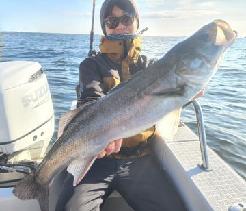 シーバス(スズキ)