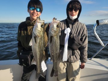 シーバス(スズキ)