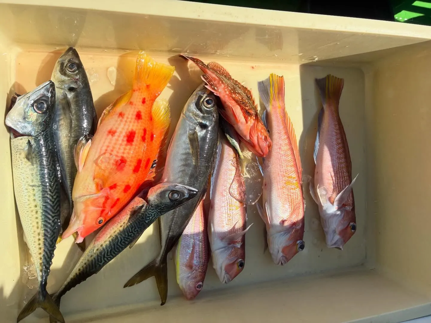 アジ(マアジ)・アマダイ(アカアマダイ)・イトヨリ(イトヨリダイ)・キツネダイ・カンコ(ウッカリカサゴ)・サバ(ゴマサバ)