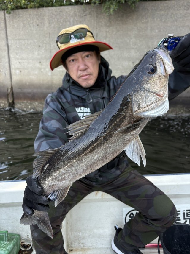 シーバス(スズキ)