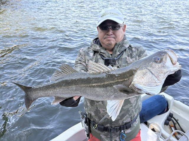 シーバス(スズキ)