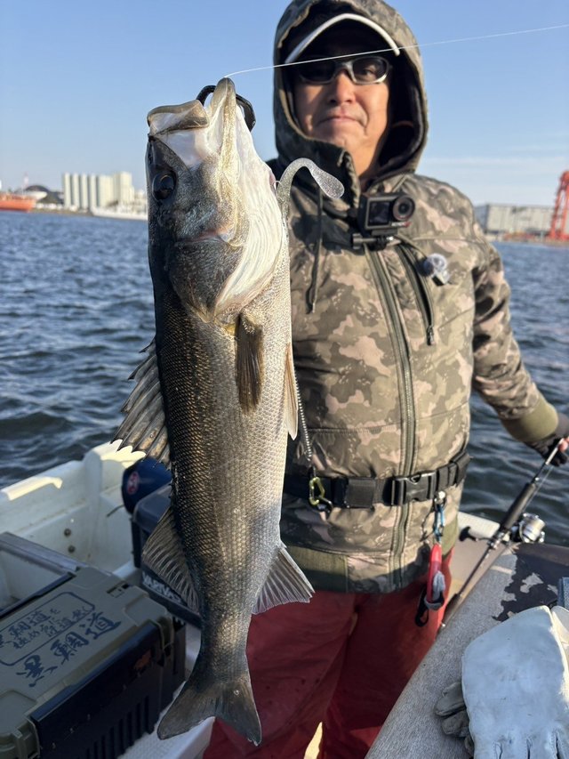 シーバス(スズキ)