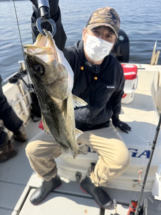 シーバス(スズキ)