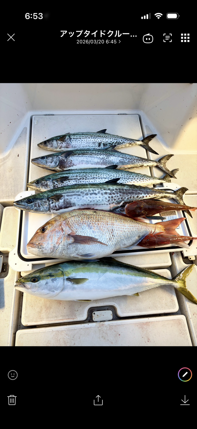 マダイ・ワラサ(ブリ)・サワラ