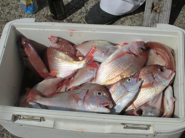 ハナダイ(チダイ)