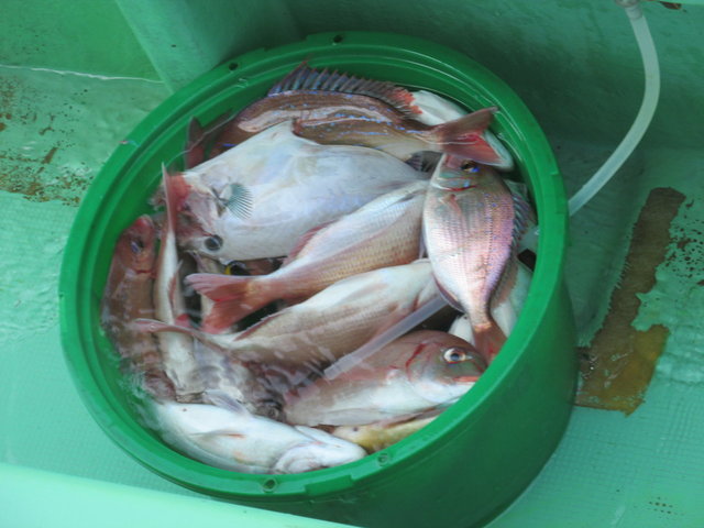 ハナダイ(チダイ)