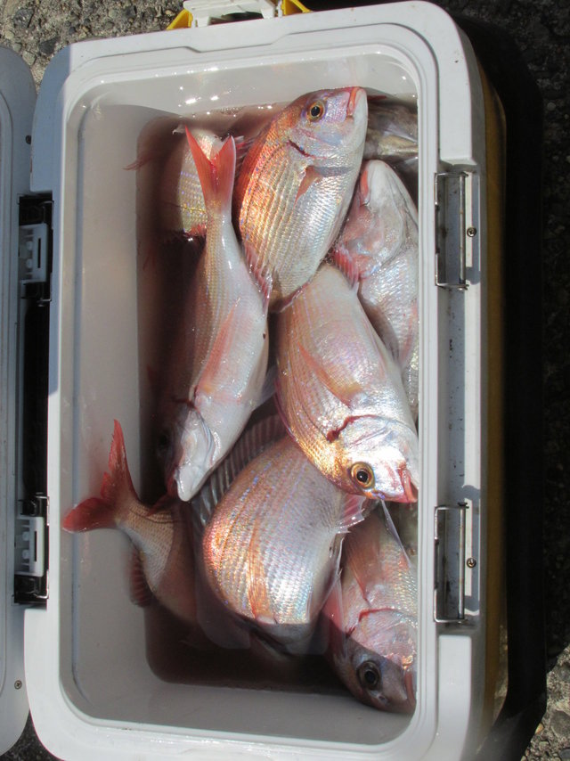 ハナダイ(チダイ)